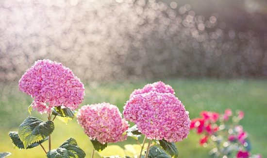 Garten- und Rasenpflege Bernau